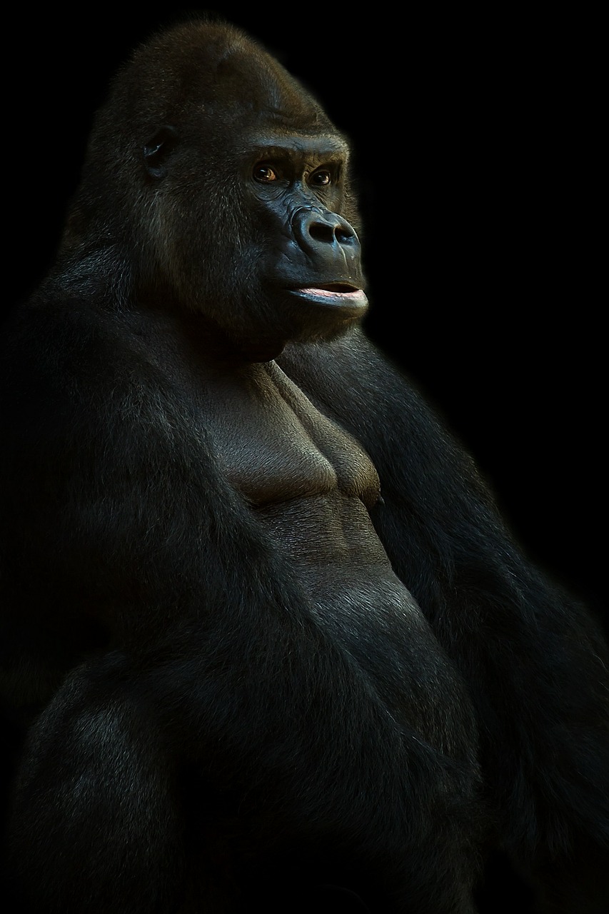 gorilla-625286_1280